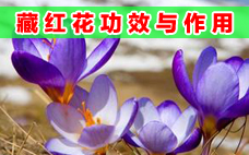 紅花可以調(diào)理月經(jīng)不調(diào)嗎 紅花對女生的身體有傷害嗎