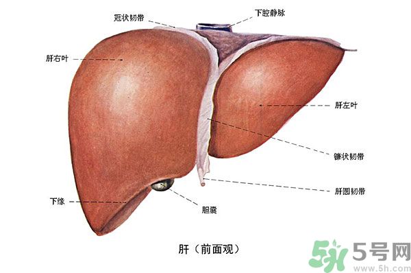 得了脂肪肝該怎么治？脂肪肝對人體危害有多大？