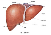 得了脂肪肝該怎么治？脂肪肝對(duì)人體危害有多大？