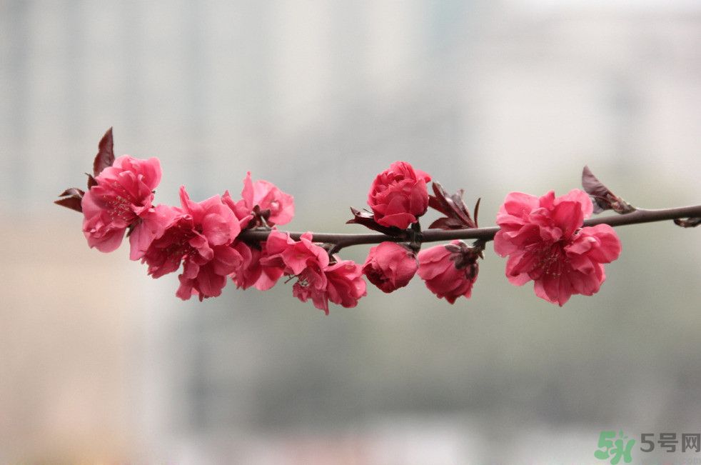 什么花可以凈化空氣？什么花可以減肥？