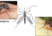 黃熱病是什么疾??？黃熱病怎樣有效的預(yù)防？