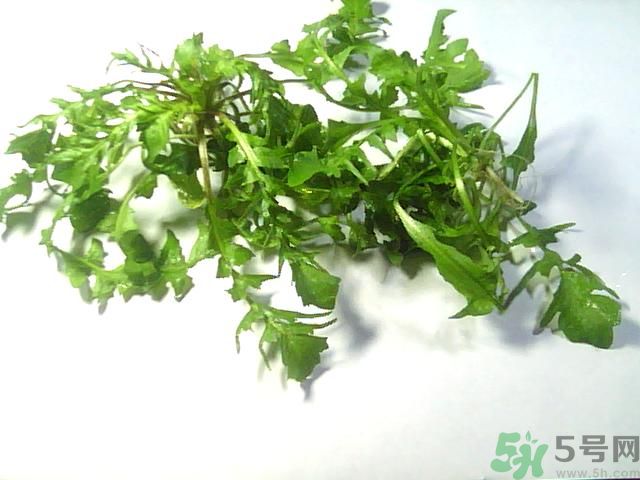 薺菜可以泡水喝嗎？薺菜泡水喝有什么好處？