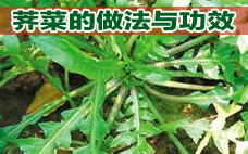 芥菜有什么營養(yǎng)價(jià)值呢 吃芥菜有什么好處呢