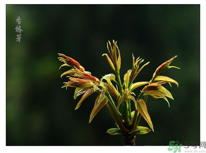 吃香椿有什么好處？香椿可以預(yù)防疾病嗎？