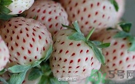 菠蘿莓好吃嗎？菠蘿莓好不好吃？