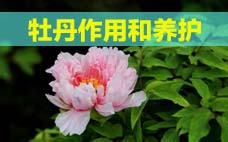 扦插的月季多久會(huì)開(kāi)花？扦插月季多久可開(kāi)花？