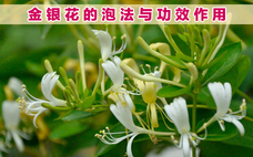 金銀花對(duì)濕疹有作用嗎 金銀花對(duì)肺結(jié)節(jié)有什么好處