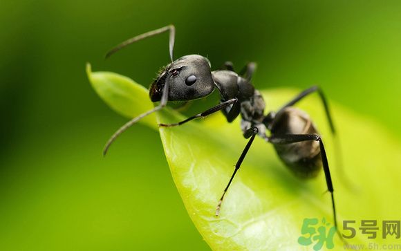 家里有螞蟻怎么辦？驅(qū)除螞蟻的方法是什么？