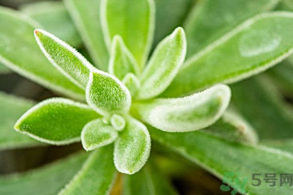 多肉植物需要澆水嗎？多肉植物澆水可以澆到葉子上嗎？