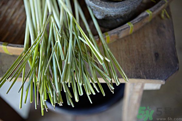 天竺葵有驅(qū)蚊作用嗎？什么植物能驅(qū)蚊子？