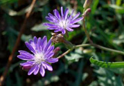 紫花苦菜和黃花苦菜哪個好？紫花苦菜和黃花苦菜有什么區(qū)別？