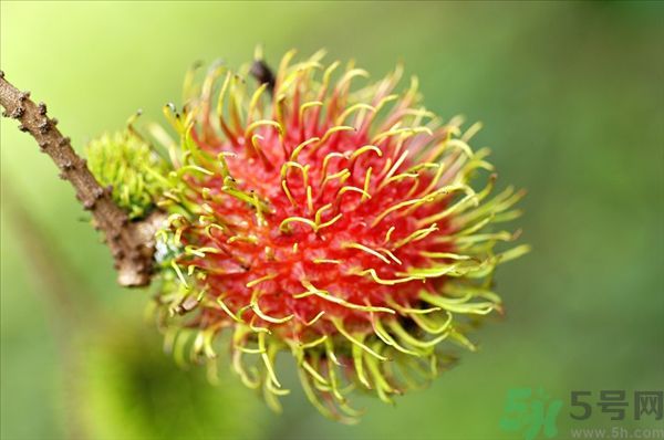 孕婦可以吃紅毛丹嗎？孕婦吃紅毛丹好嗎？