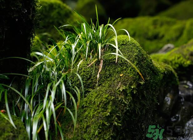 什么樣的菖蒲好？怎樣選購菖蒲？