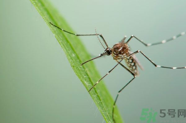 蚊子討厭什么氣味？蚊子討厭什么顏色？