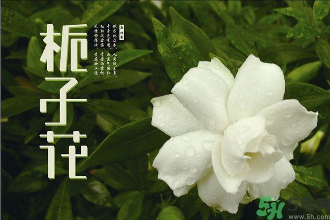 梔子花茶可以補(bǔ)血嗎？貧血可以喝梔子花茶嗎？