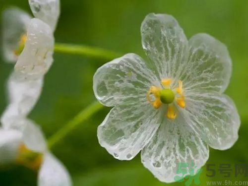 死亡之花是什么花?死亡之花有哪些