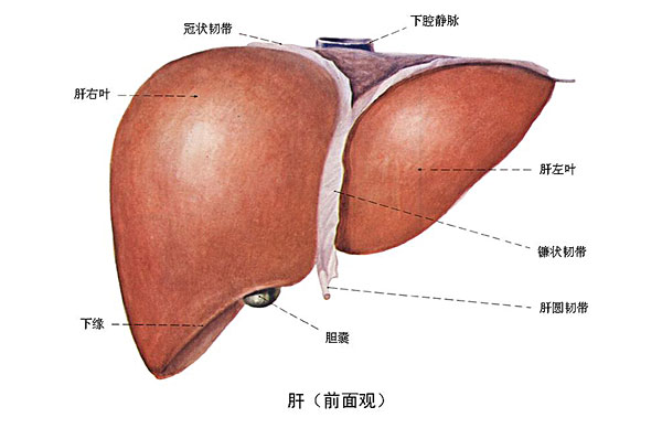 臉上長痘能吃南瓜嗎？臉上長痘吃南瓜好不好？