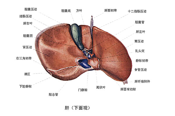 臉上長痘能吃南瓜嗎？臉上長痘吃南瓜好不好？