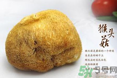 猴頭菇是發(fā)物嗎？猴頭菇是不是發(fā)物？