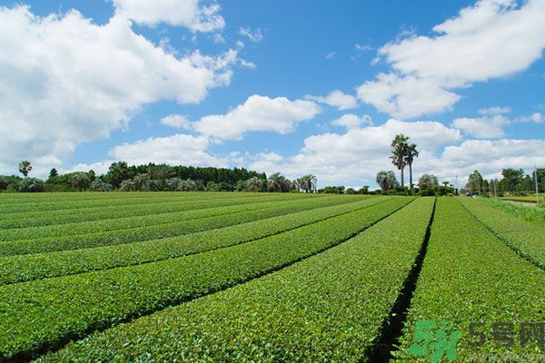 綠茶可以去黑眼圈嗎？綠茶去黑眼圈的方法