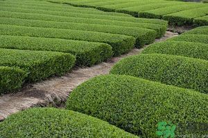 綠茶可以去黑眼圈嗎？綠茶去黑眼圈的方法