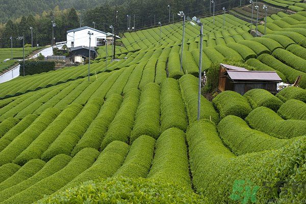 綠茶可以去黑眼圈嗎？綠茶去黑眼圈的方法