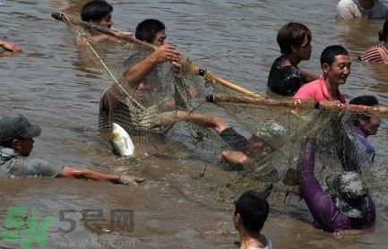 發(fā)洪水怎么抓魚？發(fā)洪水時的抓魚方法