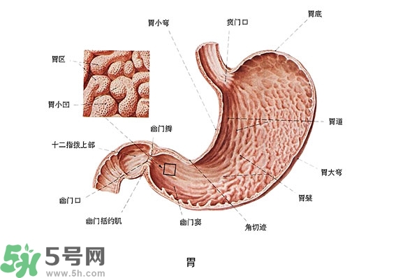 防胃癌的食物有哪些？多吃什么預(yù)防胃癌？