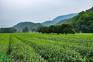 綠茶是酸性還是堿性?綠茶是酸性的嗎？