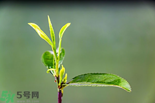 綠茶是酸性還是堿性?綠茶是酸性的嗎？