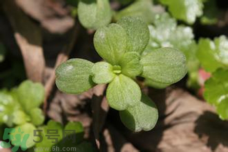 馬齒莧是熱性還是涼性？馬齒莧是涼性嗎？