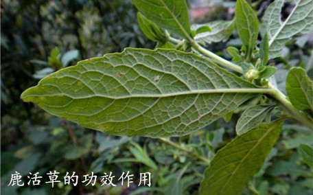 鹿活草哪里有賣?鹿活草貴么