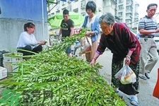 夏天可以用艾草驅(qū)蚊嗎？夏天可不可以用艾草驅(qū)蚊？