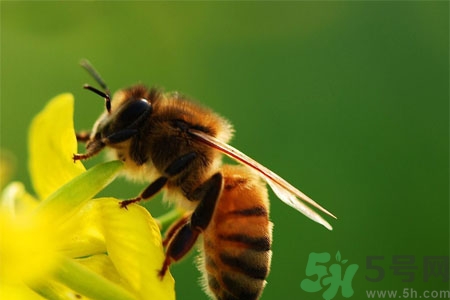 被蜜蜂蟄了怎么辦？被蜜蜂蟄了如何處理？