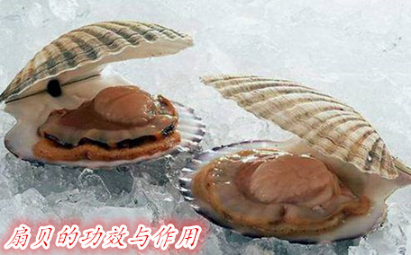 扇貝有什么營養(yǎng)價(jià)值呢 扇貝怎么做好吃呢