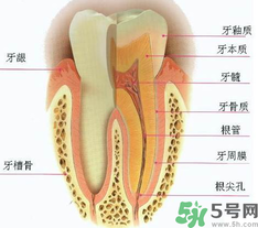 牙齒根管治療多少錢？根管治療一顆要多少錢？