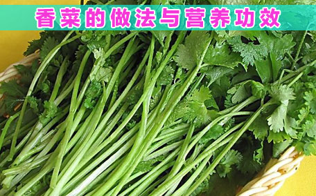 香菜怎么擇 香菜怎么挑選