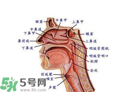 慢性咽炎的發(fā)病因素？慢性咽炎的并發(fā)癥有哪些？