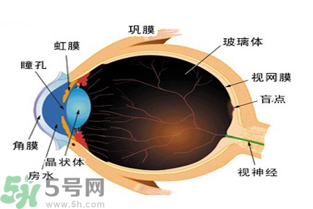 近視眼的護理措施？近視眼的飲食護理？