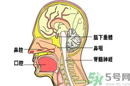 鼻咽癌的治療方法是什么？鼻咽癌可以用什么藥物治療？