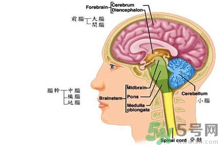 帕金森的易發(fā)人群有哪些？如何預(yù)防帕金森？