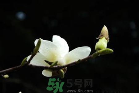 優(yōu)曇花是什么花？?jī)?yōu)曇花現(xiàn)實(shí)中有嗎？