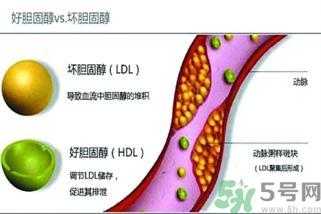 人體中的膽固醇分好壞嗎？如何區(qū)分膽固醇的好壞？