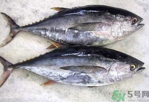 金槍魚(yú)的營(yíng)養(yǎng)價(jià)值 金槍魚(yú)的功效與作用及食用方法