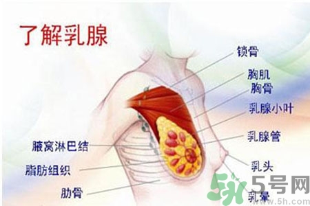 乳頭為什么會(huì)疼痛？乳頭疼痛怎么辦？