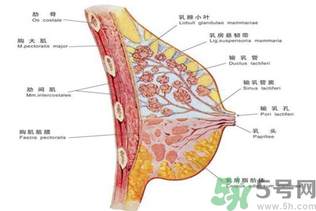 如何預(yù)防女性乳頭痛？女性需注意乳房的哪些問題？