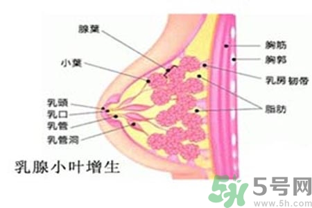 乳房脹痛的原因？乳房脹痛怎么辦？