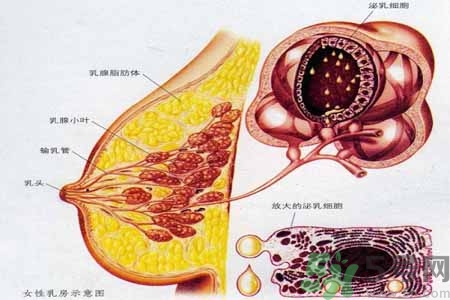 乳腺增生可以懷孕嗎？如何預(yù)防乳腺增生？