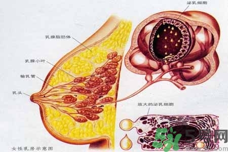 乳腺增生治療方法是什么？乳腺增生的檢查方法有哪些？