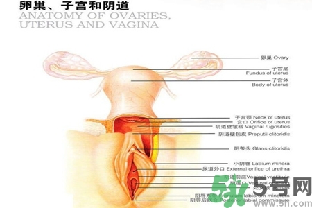 陰道出血和什么有關？陰道出血的應急措施有哪些？